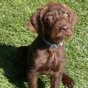 Meet your Posher, Rex